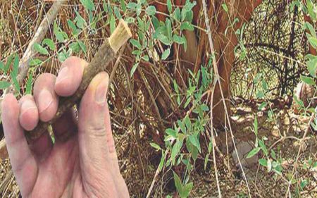 Dental Care with Miswak